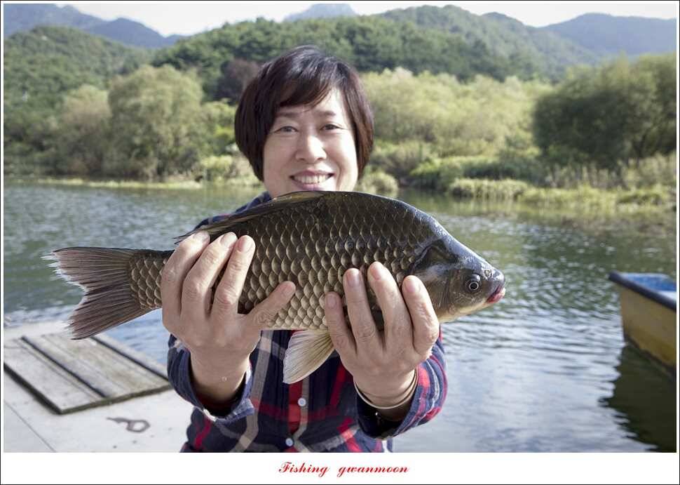 종점청풍 신리소이지 43 cm매전지 조황 (조황조행기 - 특파원조황)