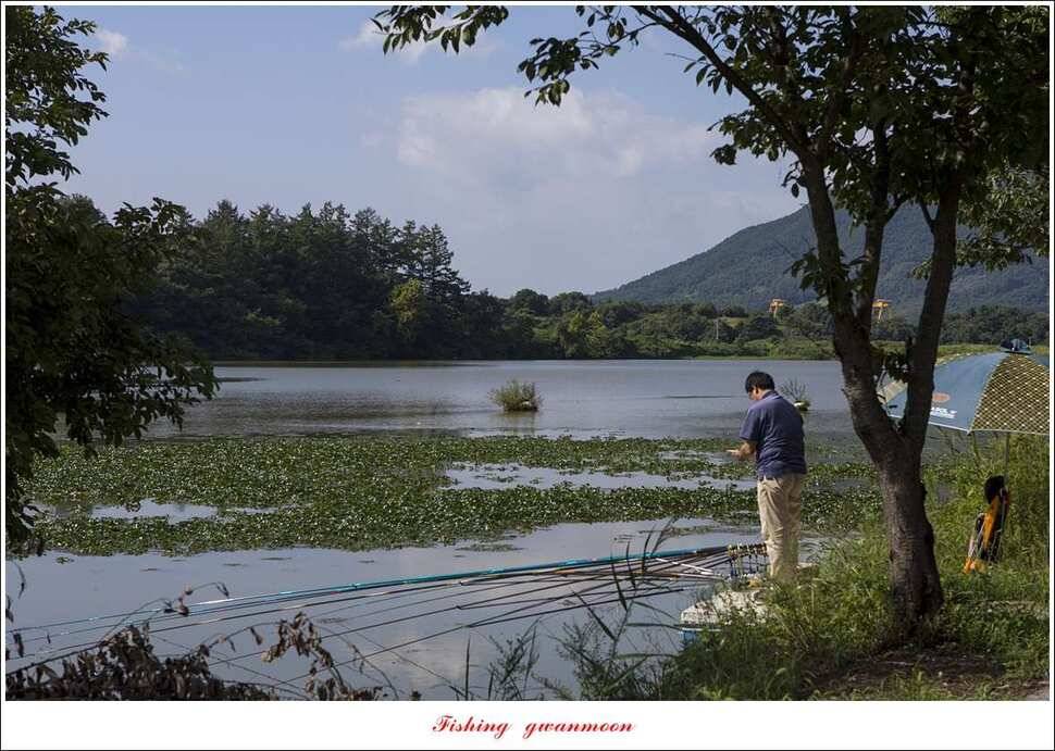 청풍 신리 사짜 및 마릿수 월척칠성지 월척 조황 (조황조행기 - 특파원조황)