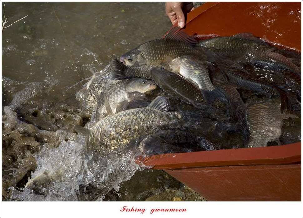 한버들 45 cm 외 사짜사짜 대박 (조황조행기 - 특파원조황)