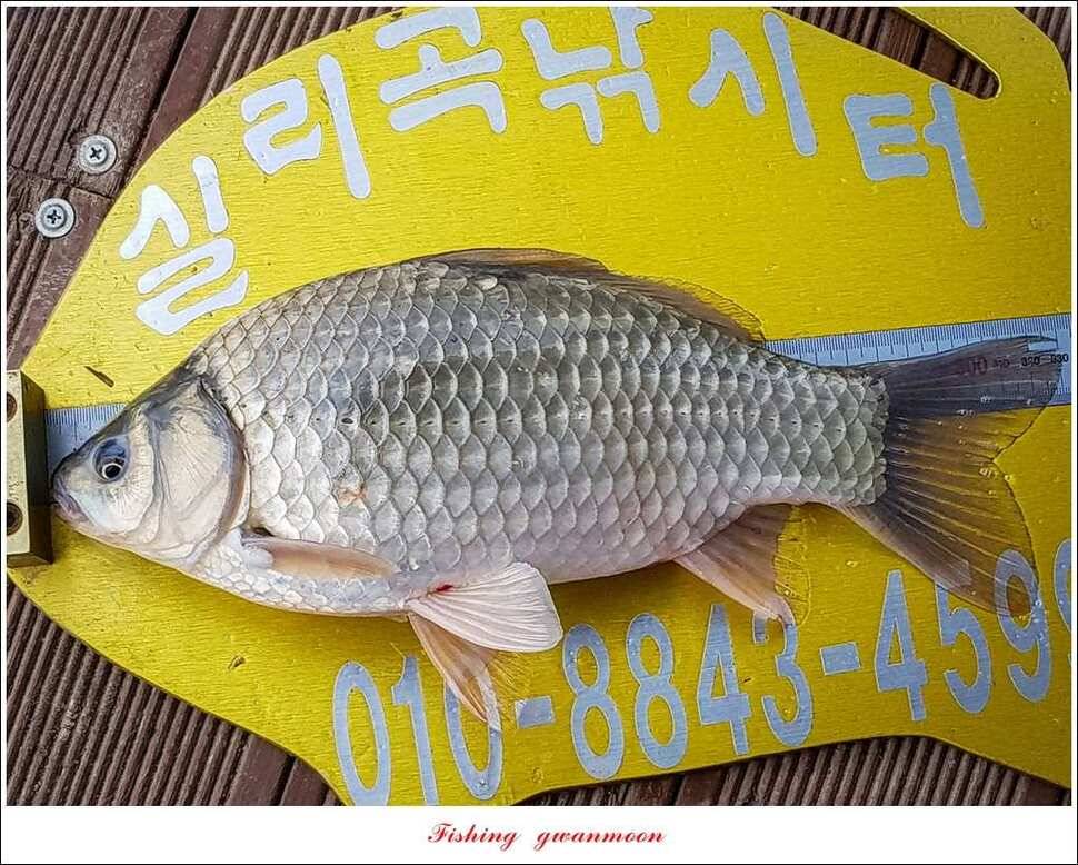 한버들 허리급실리곡 월척 및 마릿수 조황 (조황조행기 - 특파원조황)