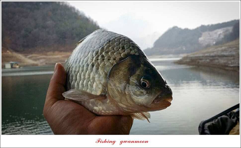 충주호 겨울 낚시빙어 낚시 (조황조행기 - 특파원조황)