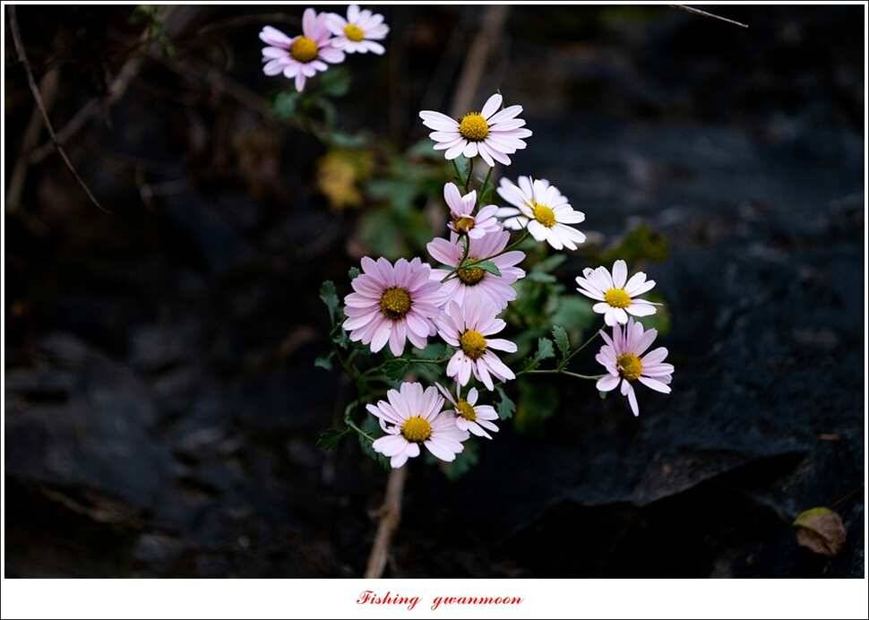 실리곡 월척 및 마릿수 조황 (조황조행기 - 특파원조황)