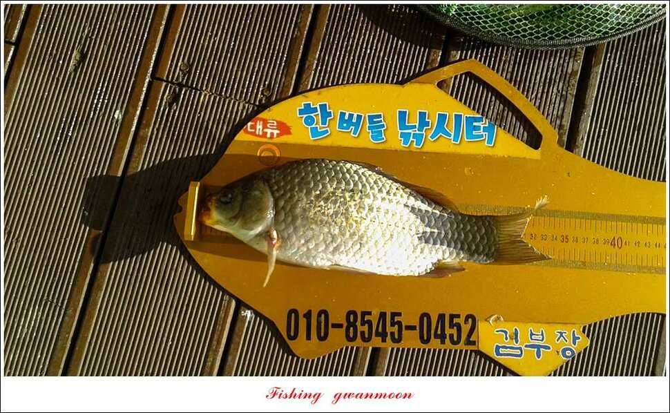 한버들실리곡 월척 조황 (조황조행기 - 특파원조황)