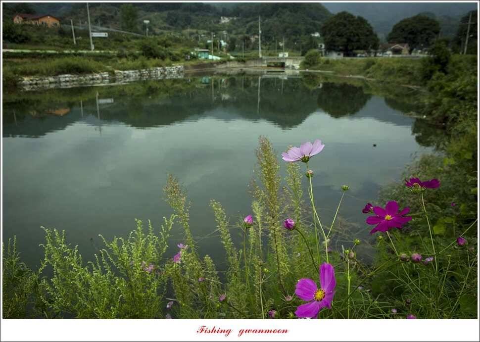 청풍 신리 39 cm실리곡 월척 조황 (조황조행기 - 특파원조황)
