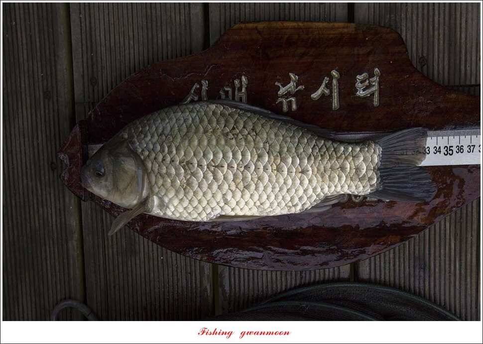 신매 40 cm 및 월척 조황 (조황조행기 - 특파원조황)