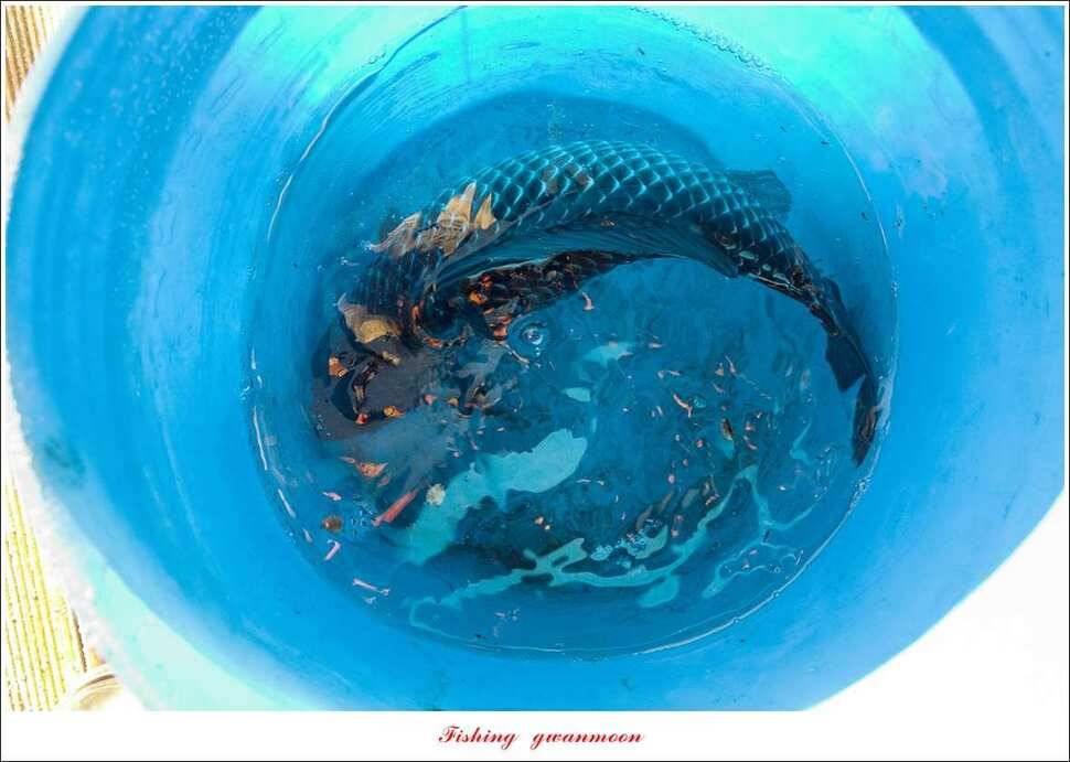 제일 낚시터 40 cm 대물 조황 (조황조행기 - 특파원조황)