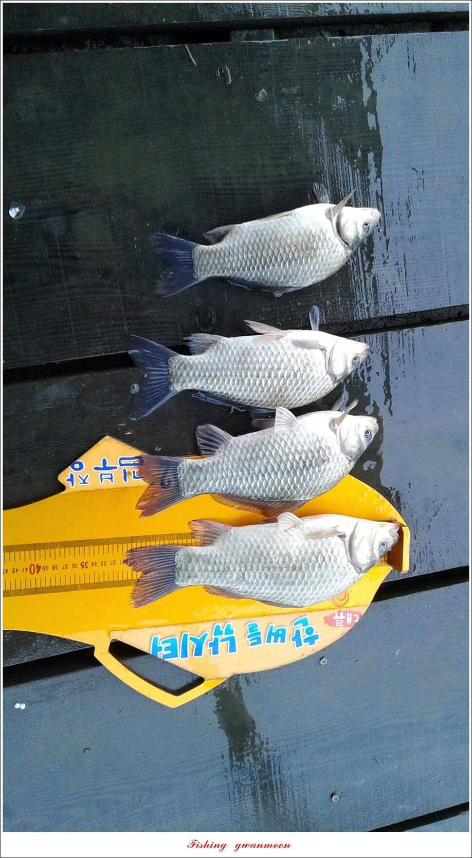 병호 445 cm실리곡돌감한버들노지조황 (조황조행기 - 특파원조황)