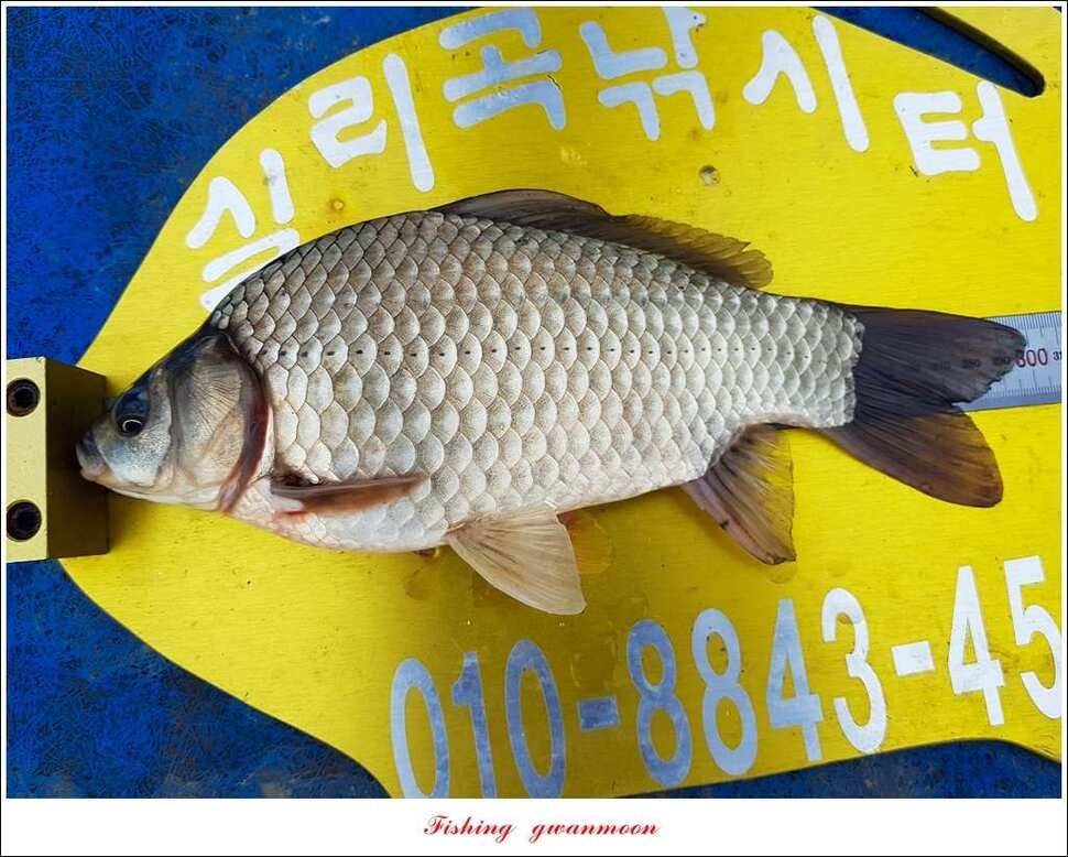 한버들실리곡매전지 조황 (조황조행기 - 특파원조황)