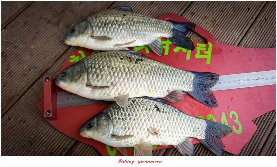 신매 42 cm 혹부리 대물돌감신리실리곡 월척 조황 (조황조행기 - 특파원조황)