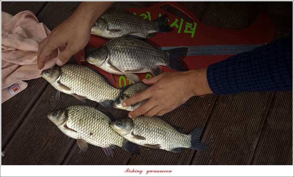 늘푸른 사짜 및 장어신리실리곡달천강 조황 (조황조행기 - 특파원조황)