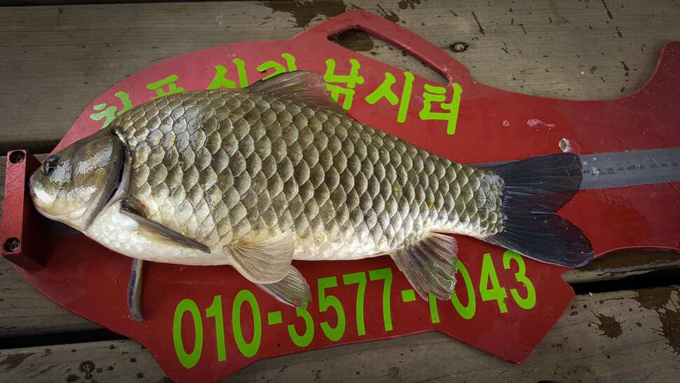 병호신리 사짜신매실리곡 월척 마릿수 (조황조행기 - 특파원조황)