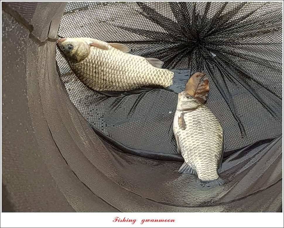 제일 47 cm 대물실리곡한버들 마릿수 월척 조황 (조황조행기 - 특파원조황)