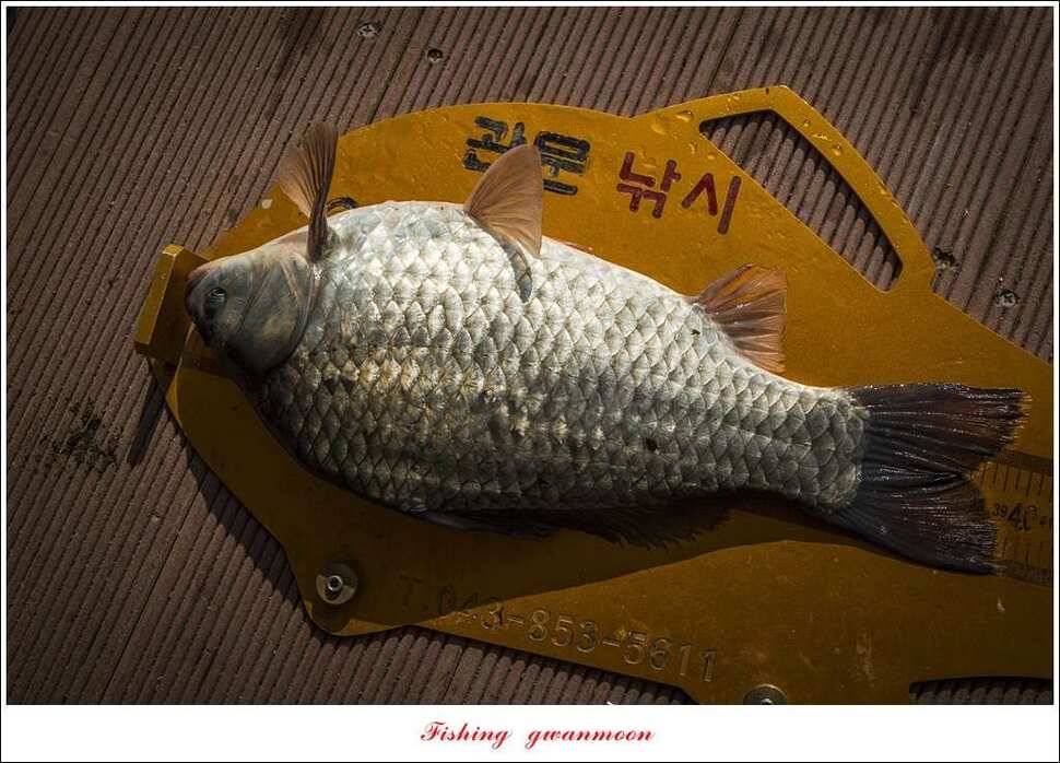 제일 사짜신매돌감 월척 조황 (조황조행기 - 특파원조황)