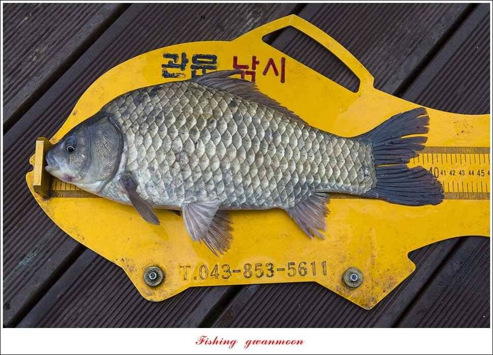 신매 혹부리 445 cm병호 41 cm실리곡한버들두무소 월척 조황 (조황조행기 - 특파원조황)