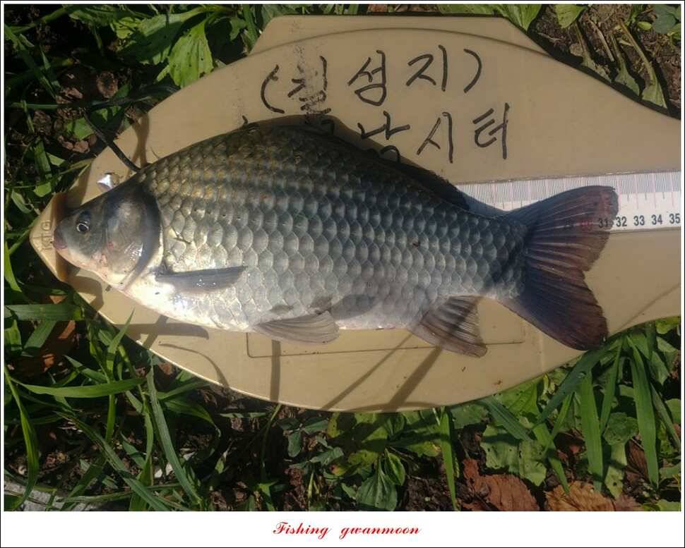 청풍 신리 사짜 및 마릿수 월척칠성지 월척 조황 (조황조행기 - 특파원조황)