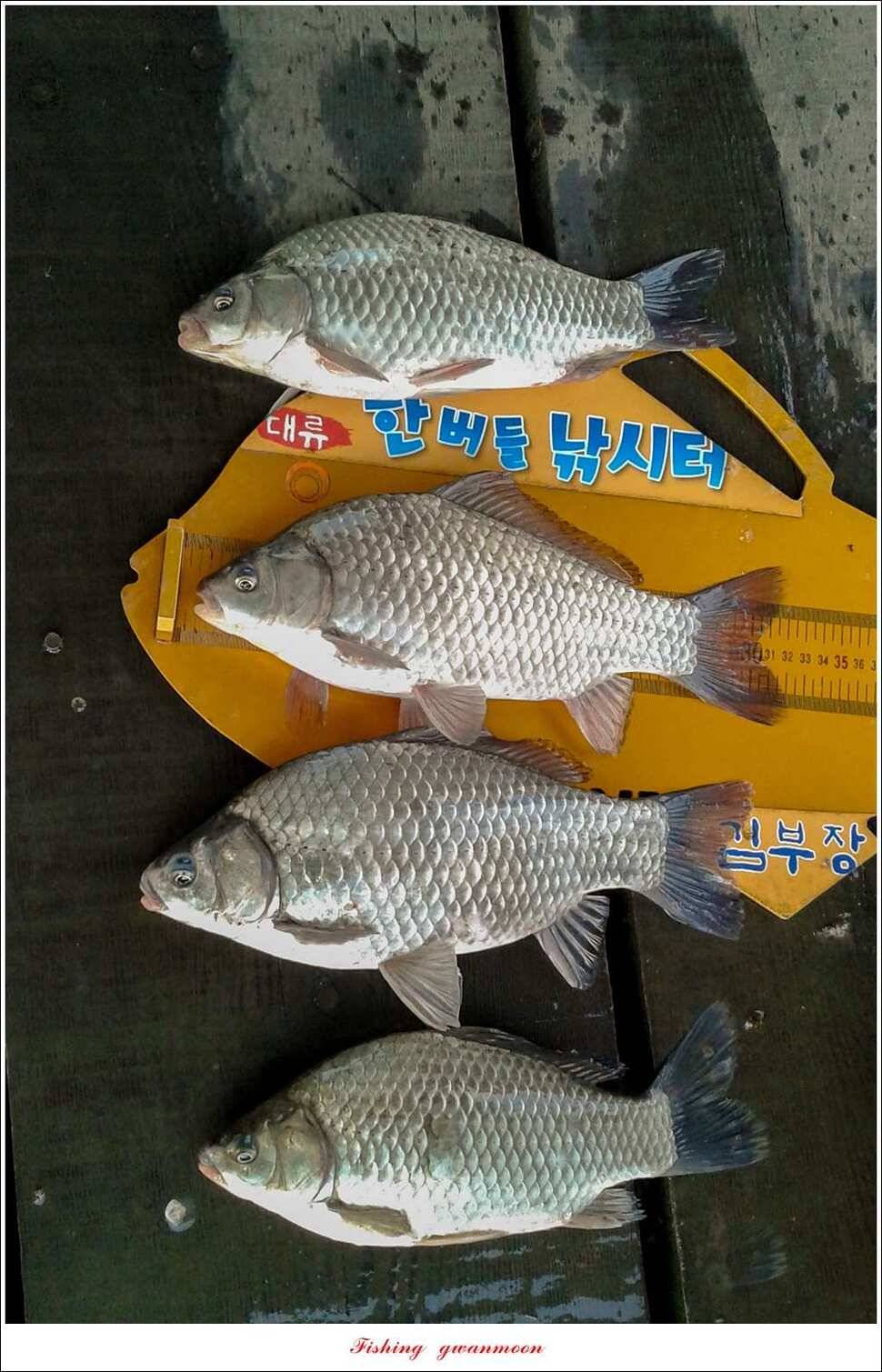 제일 47 cm 대물실리곡한버들 마릿수 월척 조황 (조황조행기 - 특파원조황)