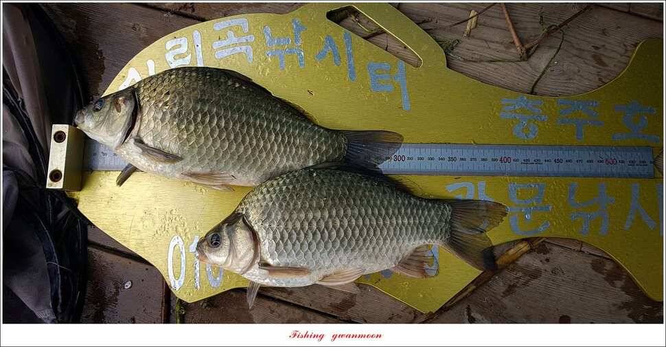 돌감 월척실리곡 월척 조황 (조황조행기 - 특파원조황)