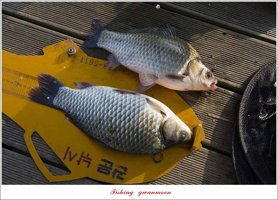 제일 사짜신매 허리급실리곡 허리급 월척 조황 (조황조행기 - 특파원조황)
