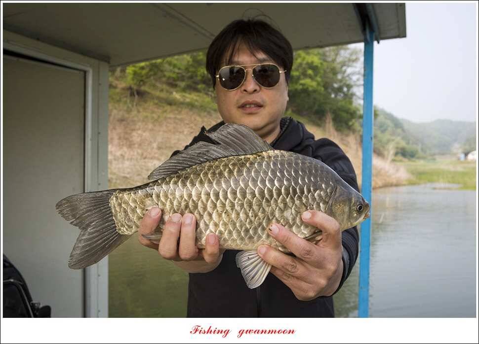 신매 사짜추평지 483 cm (조황조행기 - 특파원조황)