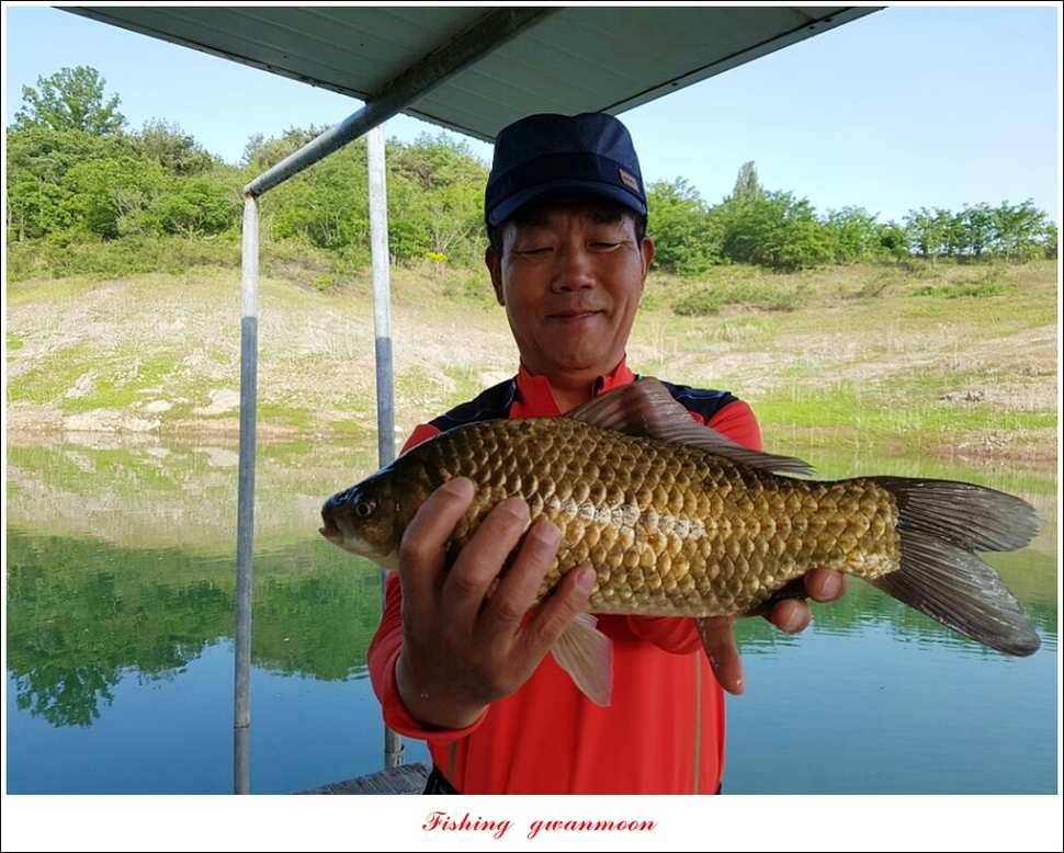 돌감 40 cm40 cm신리 42 cm 화곡지 사짜 조황 (조황조행기 - 특파원조황)