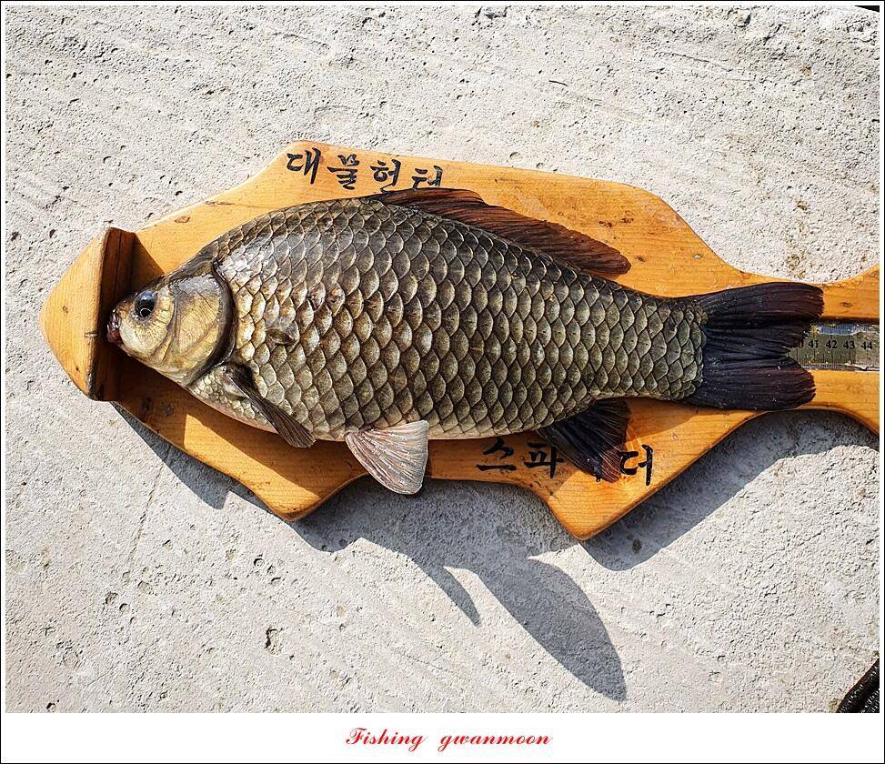 화곡지 4 짜 및 마릿수 월척추평지 현황 (조황조행기 - 특파원조황)