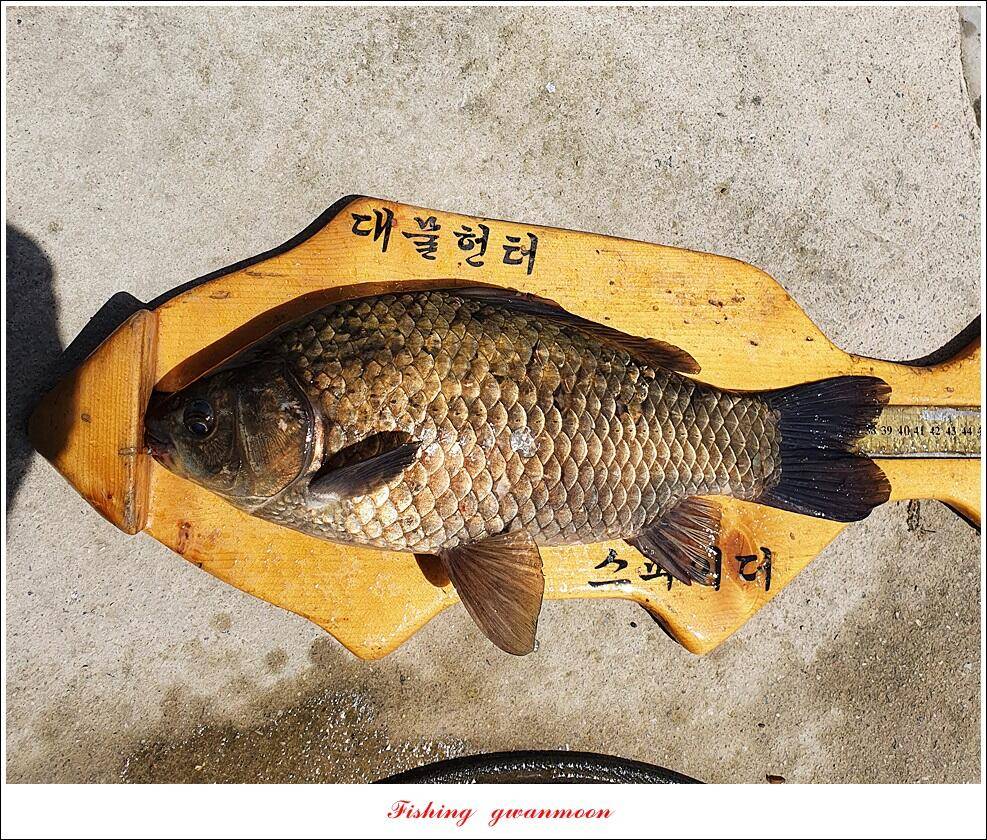 화곡지 4 짜 및 마릿수 월척추평지 현황 (조황조행기 - 특파원조황)