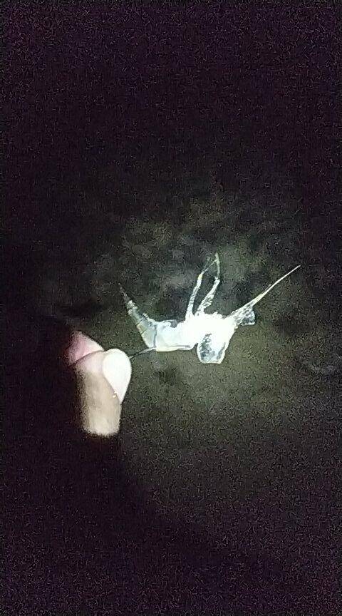 미끼 도둑의 정체는 뭘까요 (월척지식 - 대물낚시)