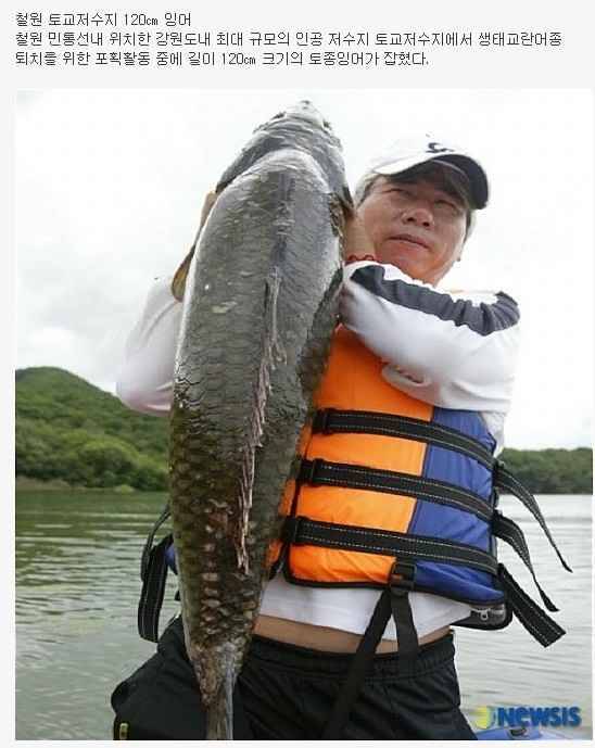 붕어와 토교지의 붕어사진 (월척지식 - 대물낚시)