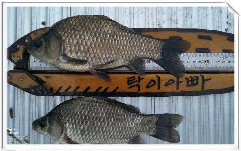 게으른 낚시 (월척지식 - 대물낚시)