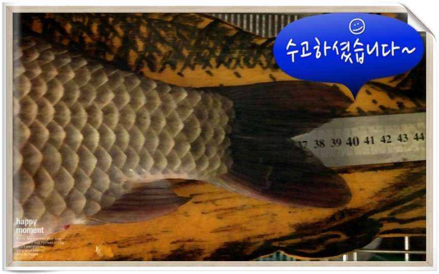 獨夜獨釣님 보아주세요 (월척지식 - 대물낚시)