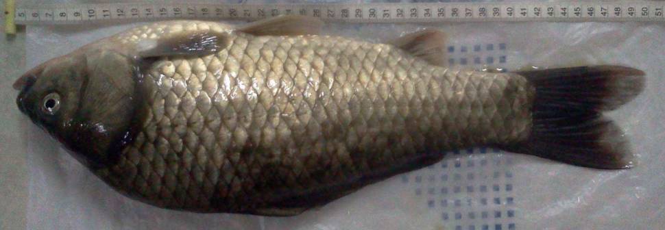아래 토종붕어가 맞을까요 의 45cm 붕어사진입니다 (월척지식 - 대물낚시)