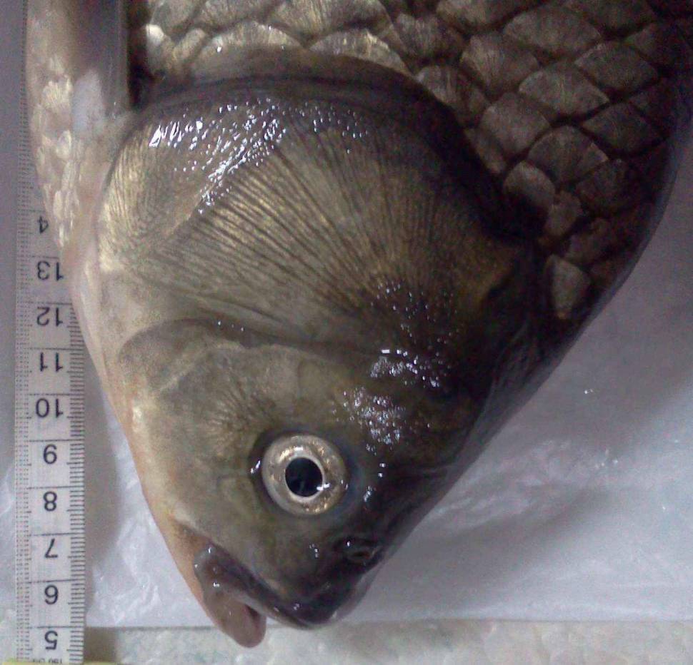 아래 토종붕어가 맞을까요 의 45cm 붕어사진입니다 (월척지식 - 대물낚시)