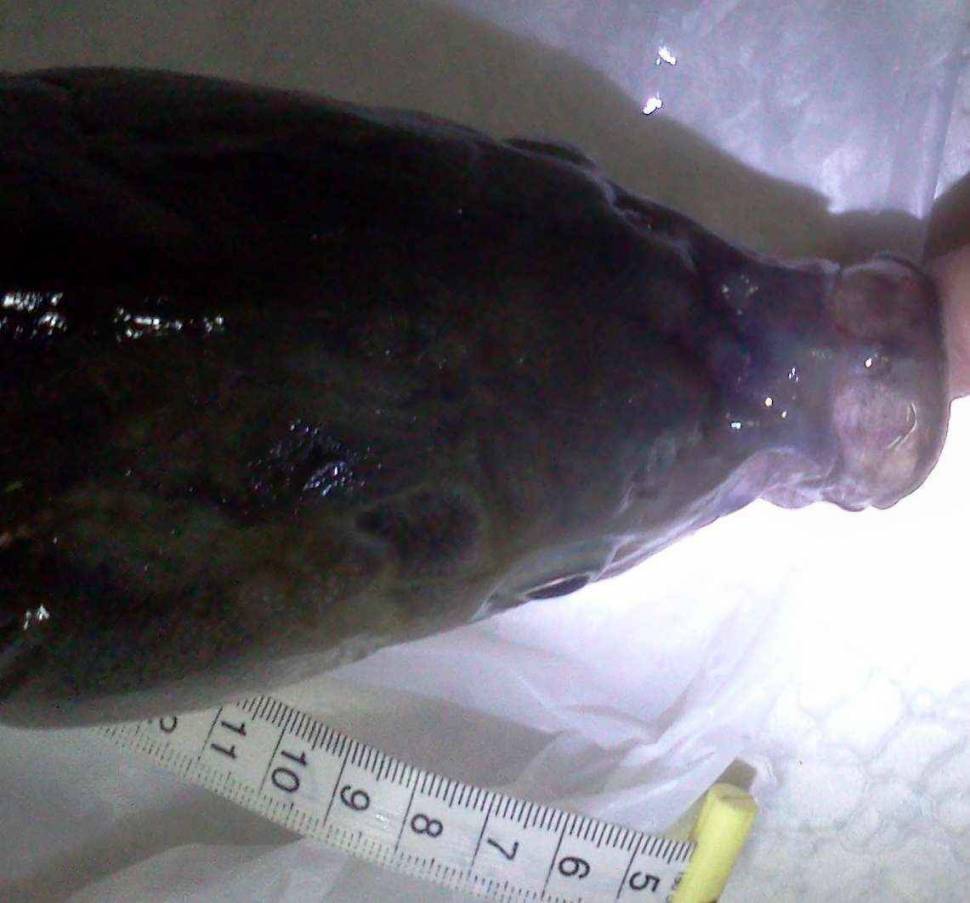 아래 토종붕어가 맞을까요 의 45cm 붕어사진입니다 (월척지식 - 대물낚시)