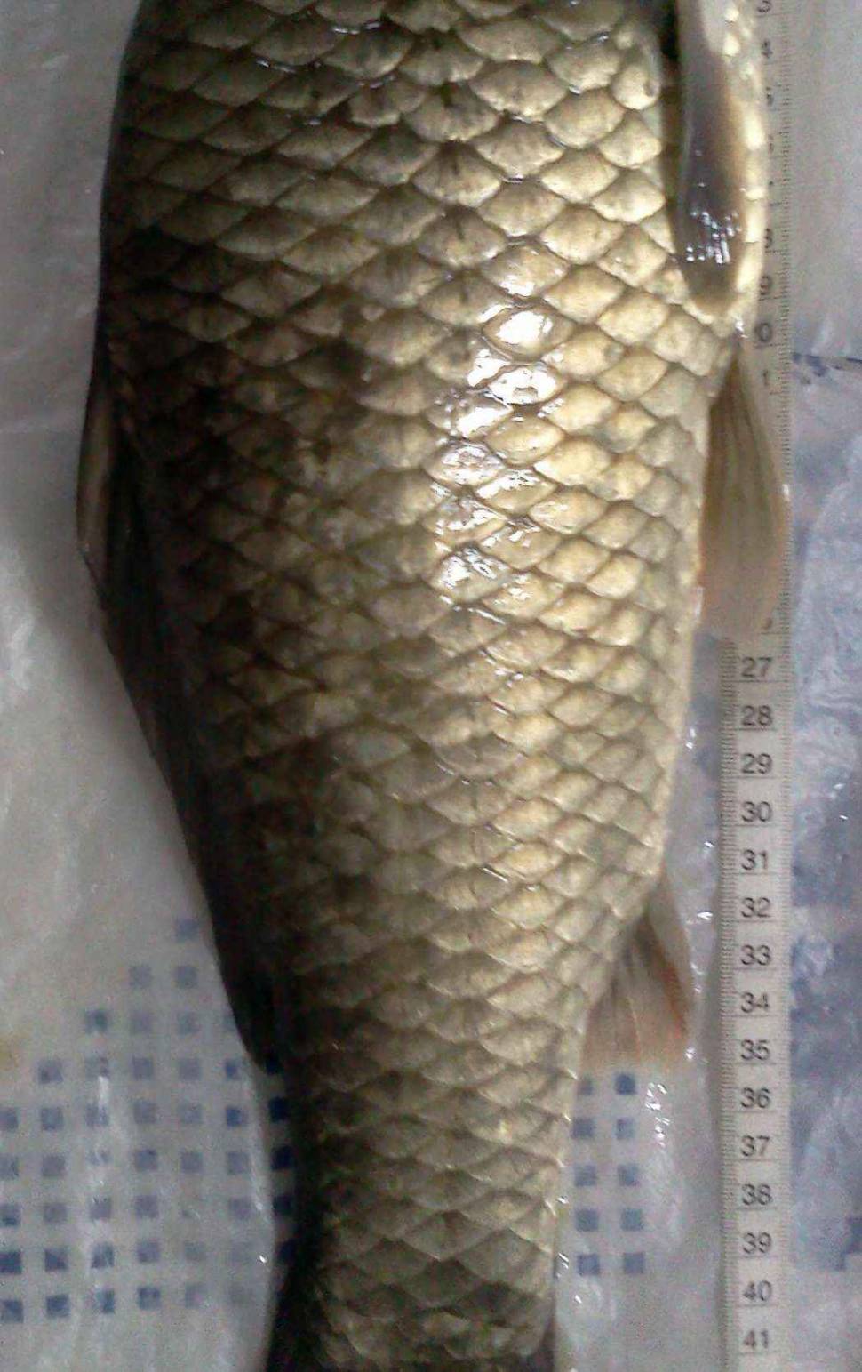 아래 토종붕어가 맞을까요 의 45cm 붕어사진입니다 (월척지식 - 대물낚시)