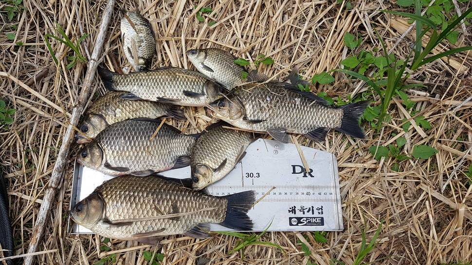 산란 후 다시 먹이활동까지 기간은요 (월척지식 - 대물낚시)