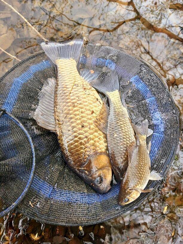 조황조행기 > 모바일간편조행 > 토종터 짬 낚시 38.5cm.