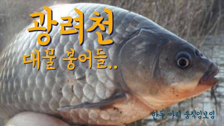 함안 광려천 (조황조행기 - 모바일간편조행)
