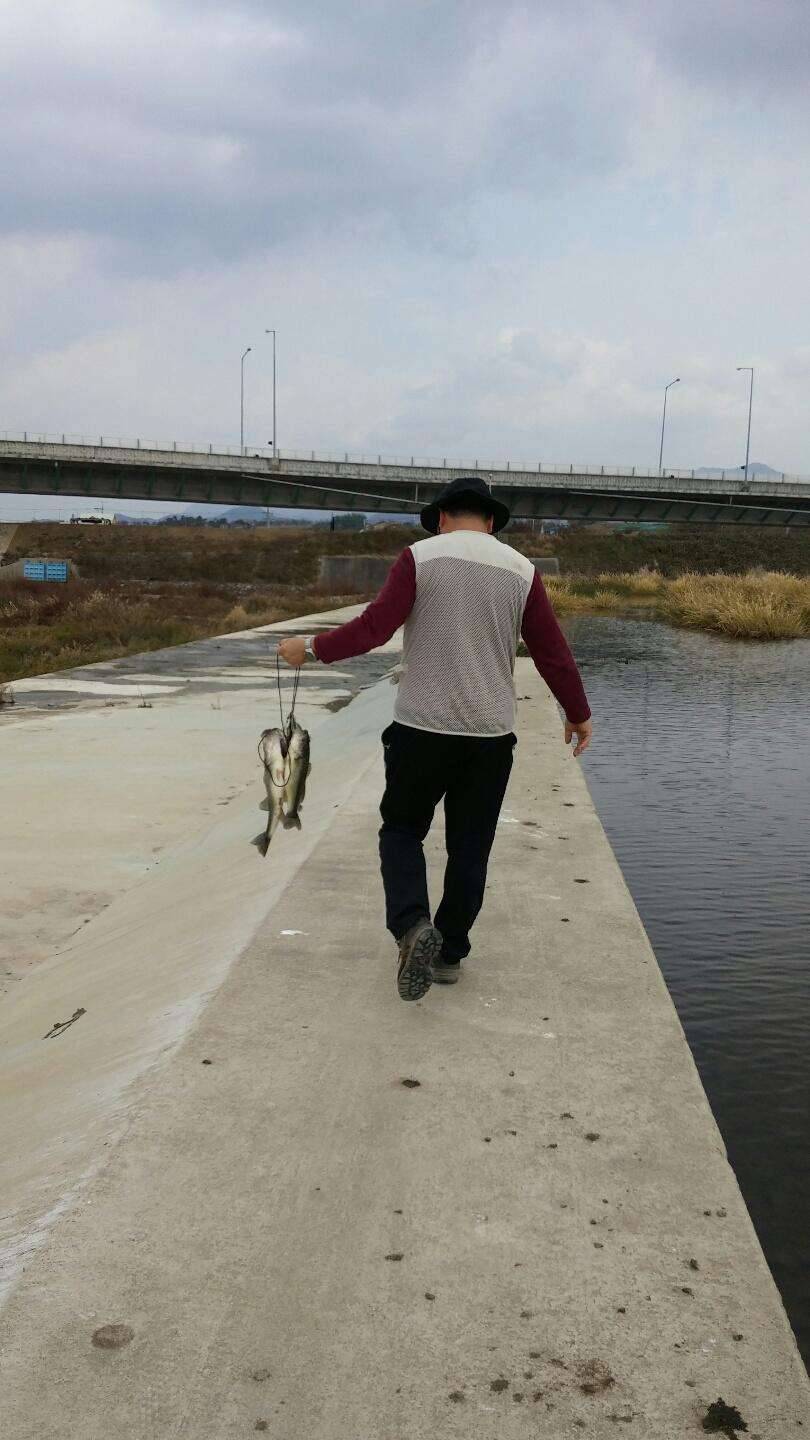 소양천 붕어 아닌 붕어천적의 천적 (조황조행기 - 모바일간편조행)
