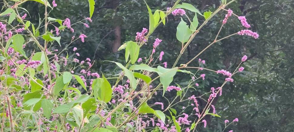 경산 소류지에 왔습니다 (조황조행기 - 모바일간편조행)