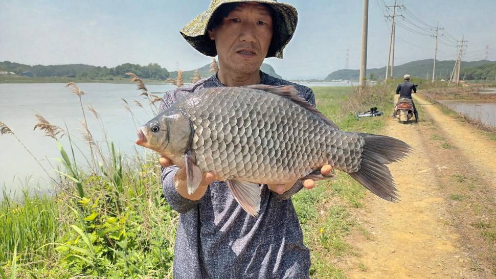 삼봉조과 올립니다 (조황조행기 - 모바일간편조행)