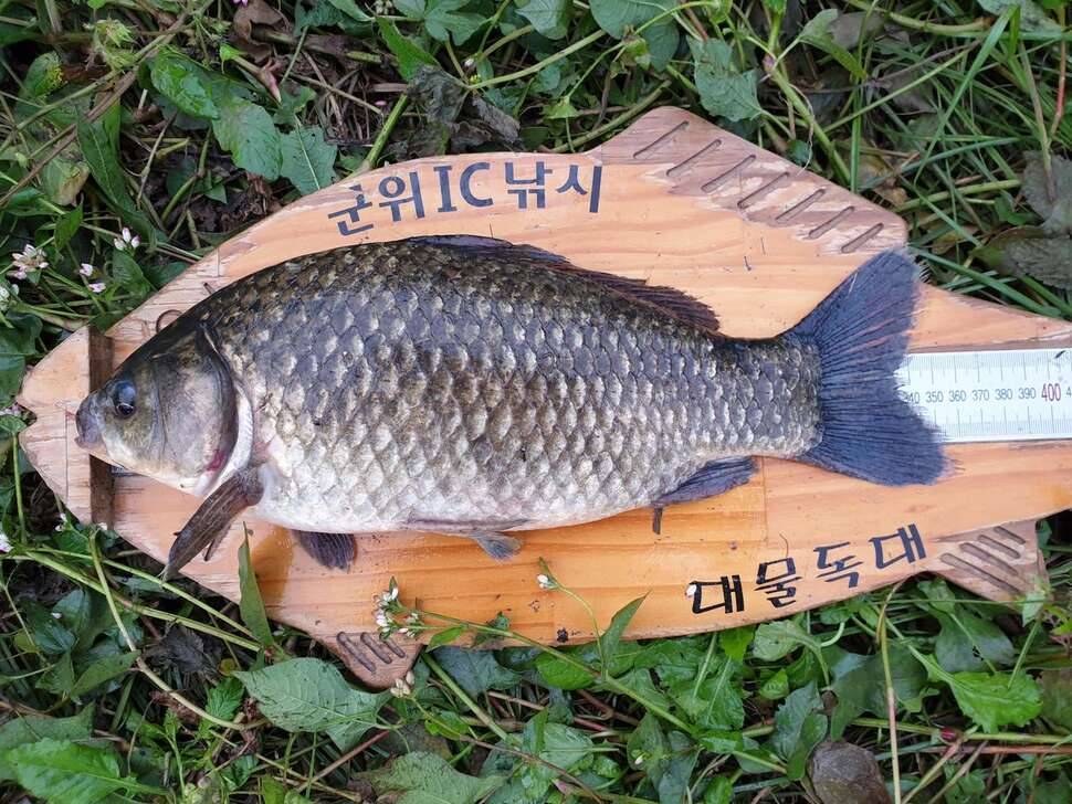 위천강 호조황 (조황조행기 - 모바일간편조행)