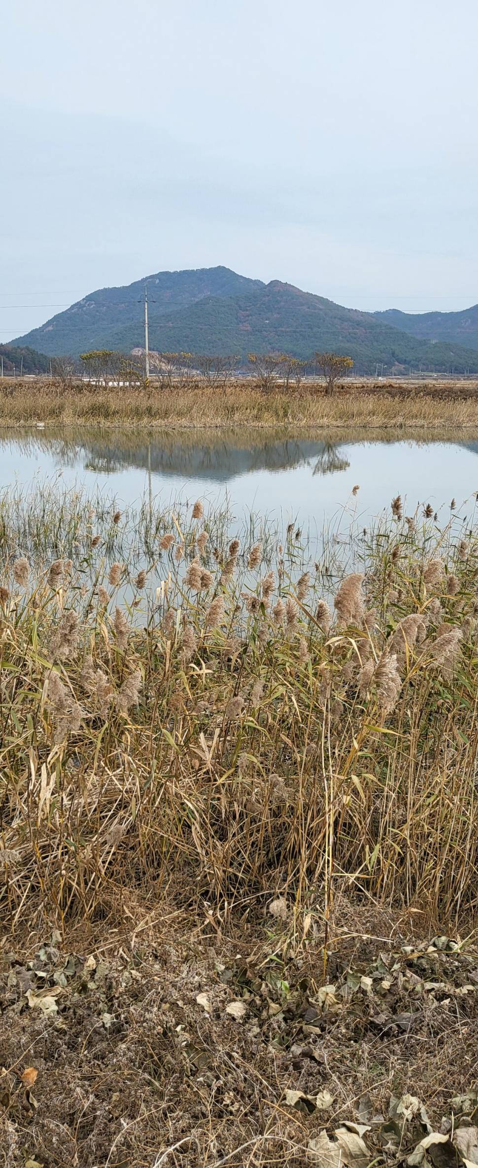해창만수로 1129122일 현재까지 실시간 (조황조행기 - 모바일간편조행)