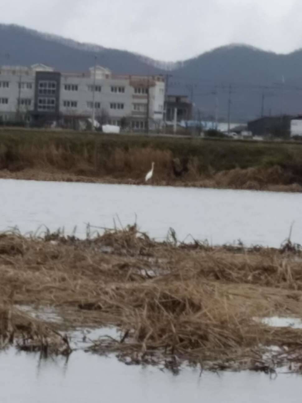 취무늪 우중출조 (조황조행기 - 모바일간편조행)