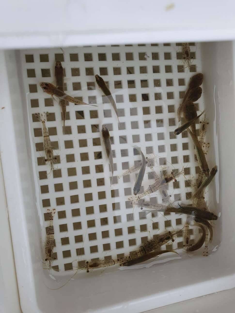 시원한 계곡지 (조황조행기 - 모바일간편조행)