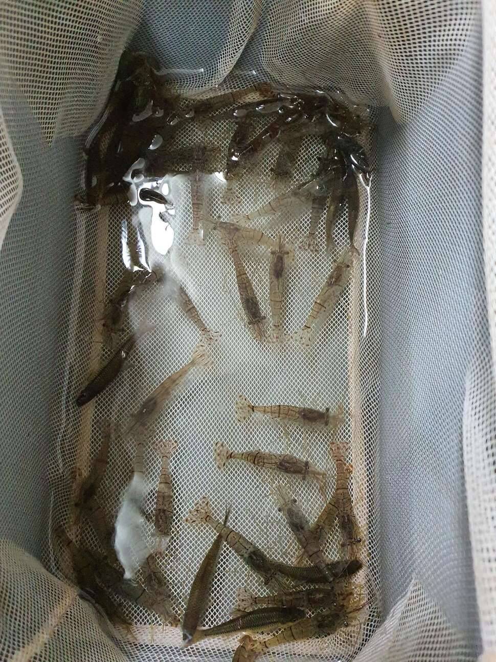 이늠의 코로나 진짜 (조황조행기 - 모바일간편조행)