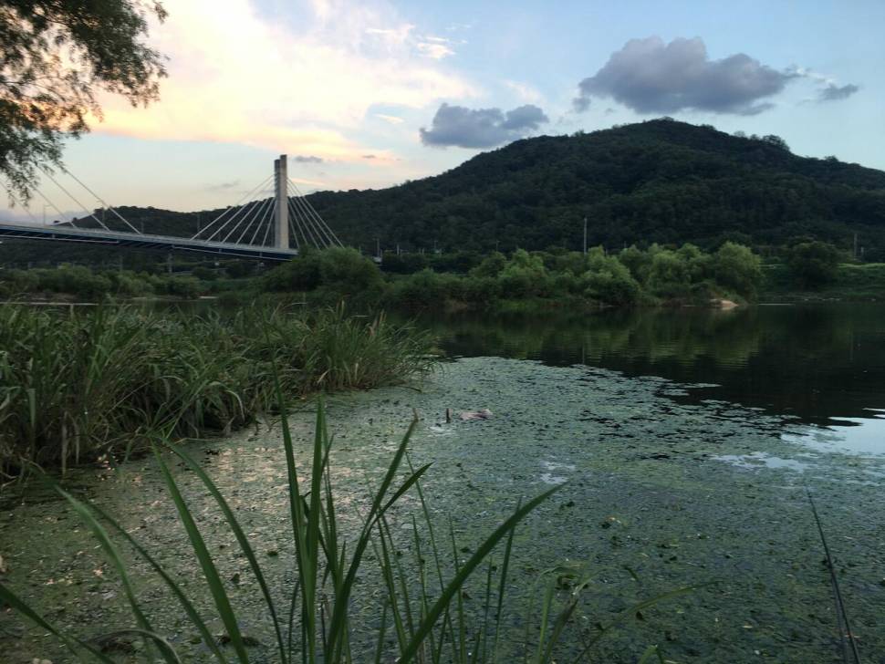 대구 와룡대교 (조황조행기 - 모바일간편조행)