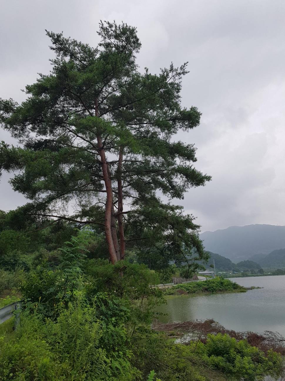 예천에서 시작합니다 (조황조행기 - 모바일간편조행)
