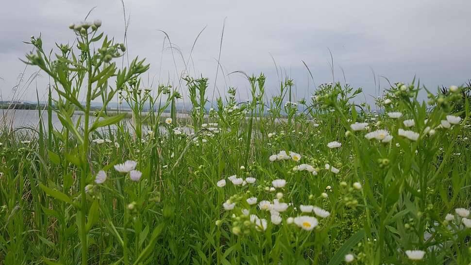 서산 대물터 (조황조행기 - 모바일간편조행)