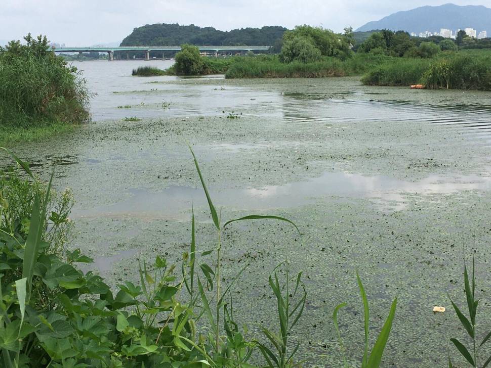 대구 화원둠벙 (조황조행기 - 모바일간편조행)