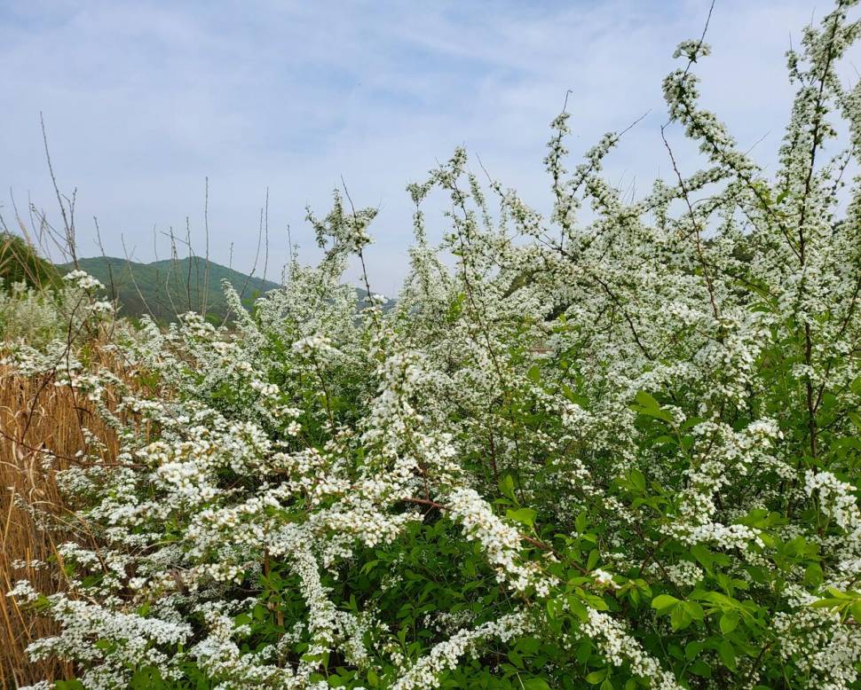 초평천 (조황조행기 - 모바일간편조행)
